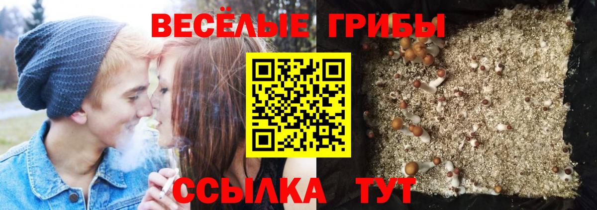 Галлюциногенные грибы GOLDEN TEACHER  Вход с VPN  Псилоцибиновые грибы Cubensis  Ессентуки 